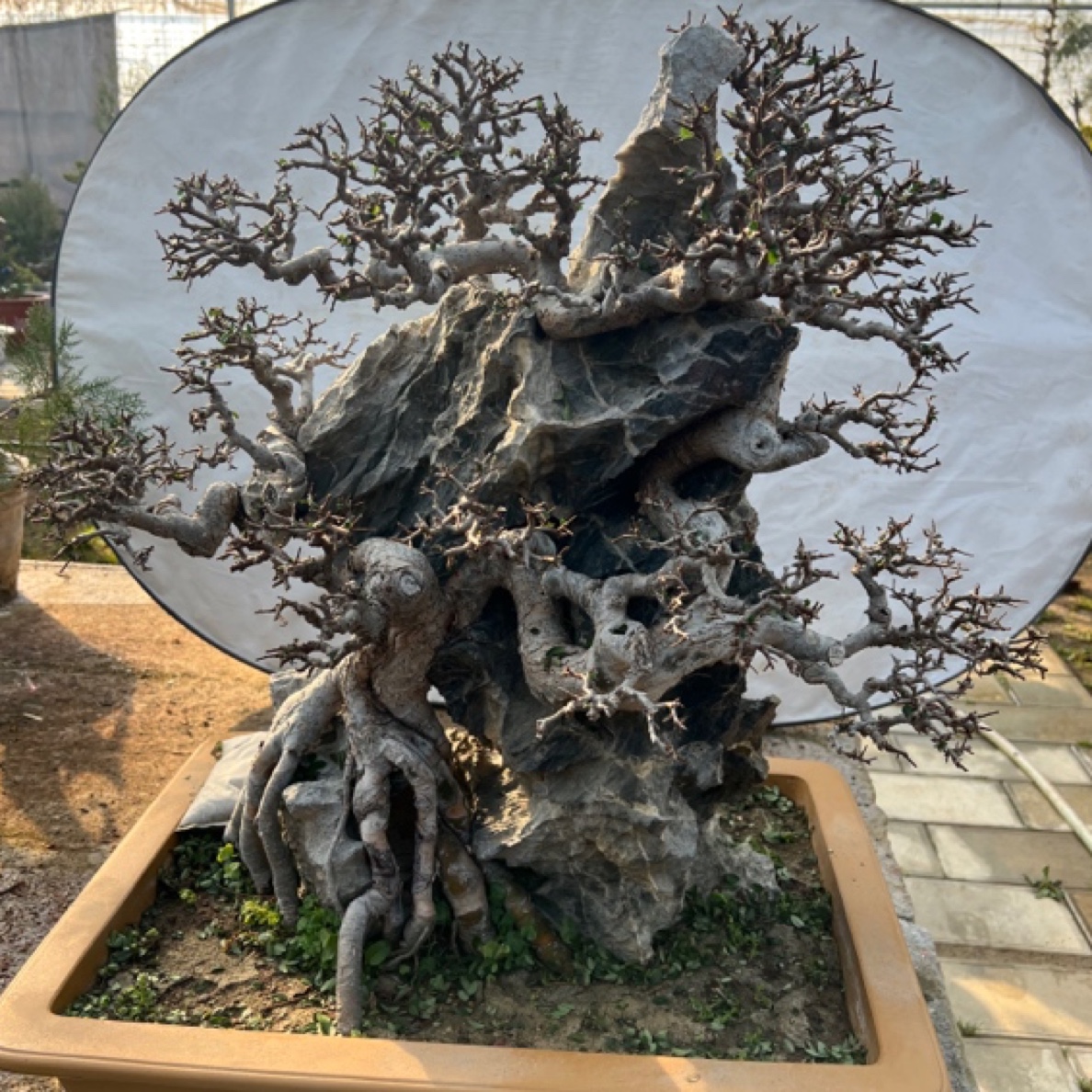 收藏品附石盆景（小叶榔榆）