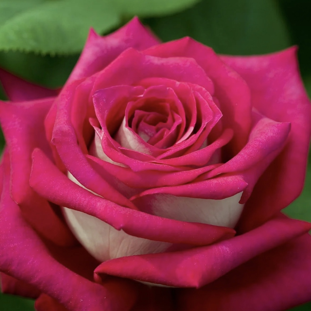莫妮卡贝鲁奇四季开花大花浓香切花月季花苗玫瑰阳台庭院盆栽花卉