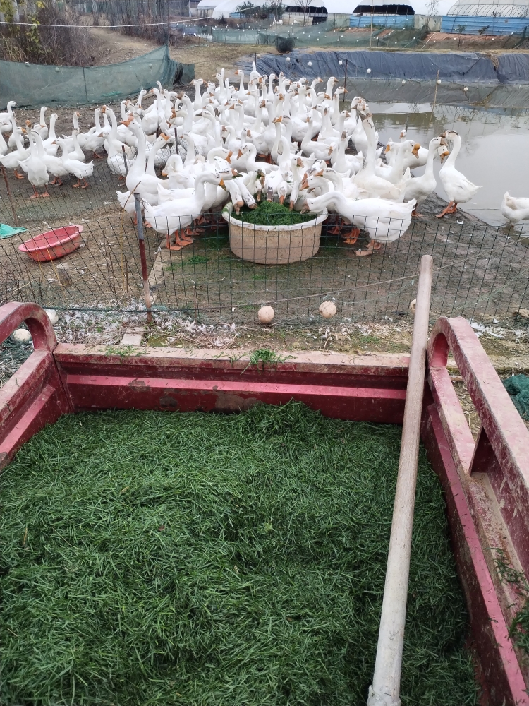 后勤官家庭农场散放皖西白鹅新鲜白鹅