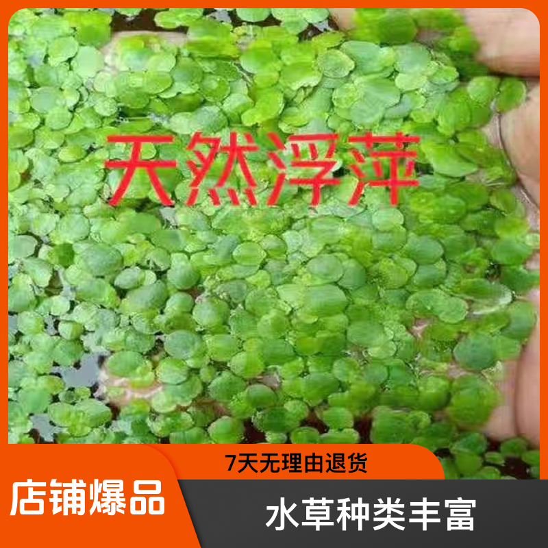 浮萍水草水葫芦养鱼虾水生芙蓉养鱼缸造景四季净化水质