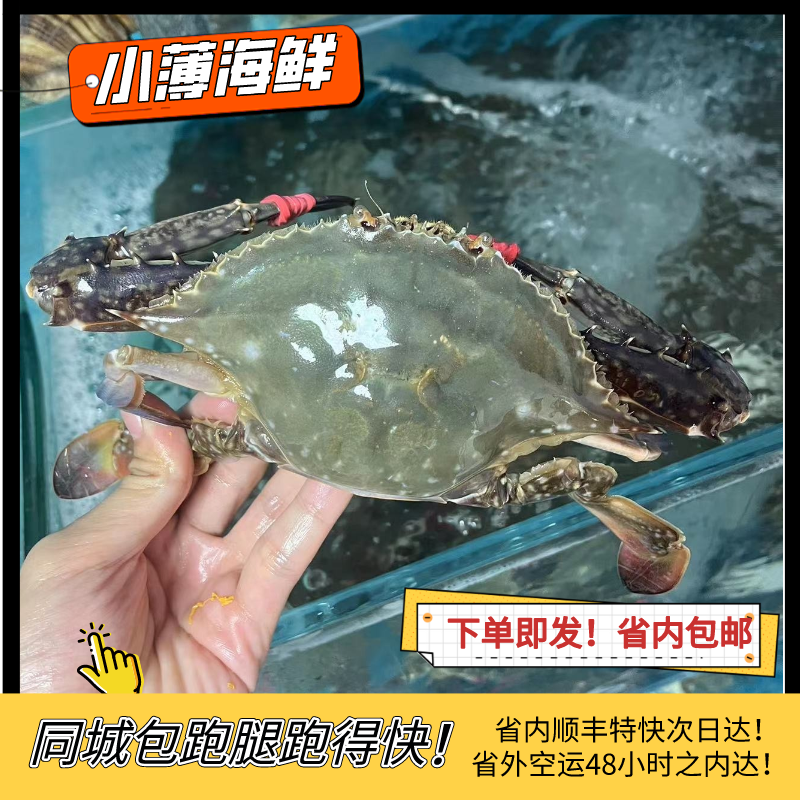 东港公飞蟹【三斤起拍】保鲜保肥不包活/有掉腿