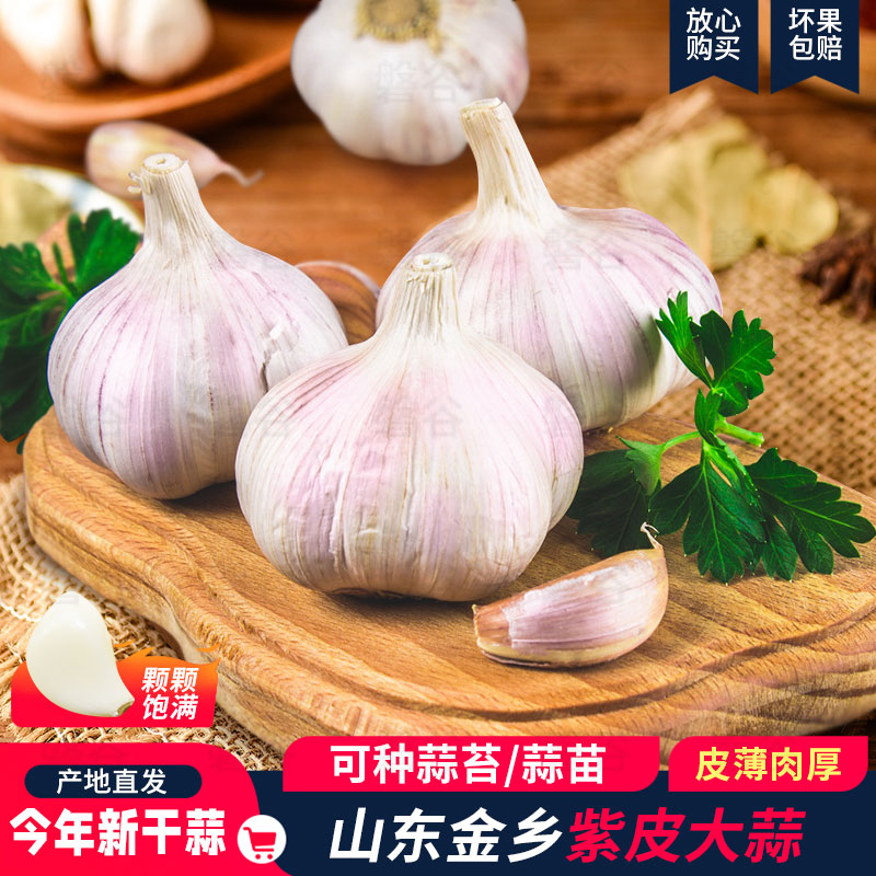 【跳楼价】山东特大紫皮大蒜头正宗优质大蒜新干蒜蒜子批发/1/3/5斤