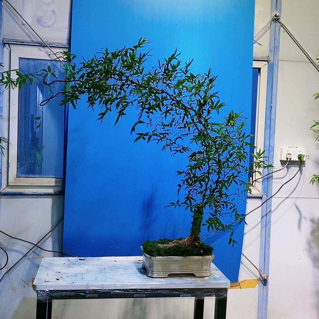 小叶簕竹一物一拍