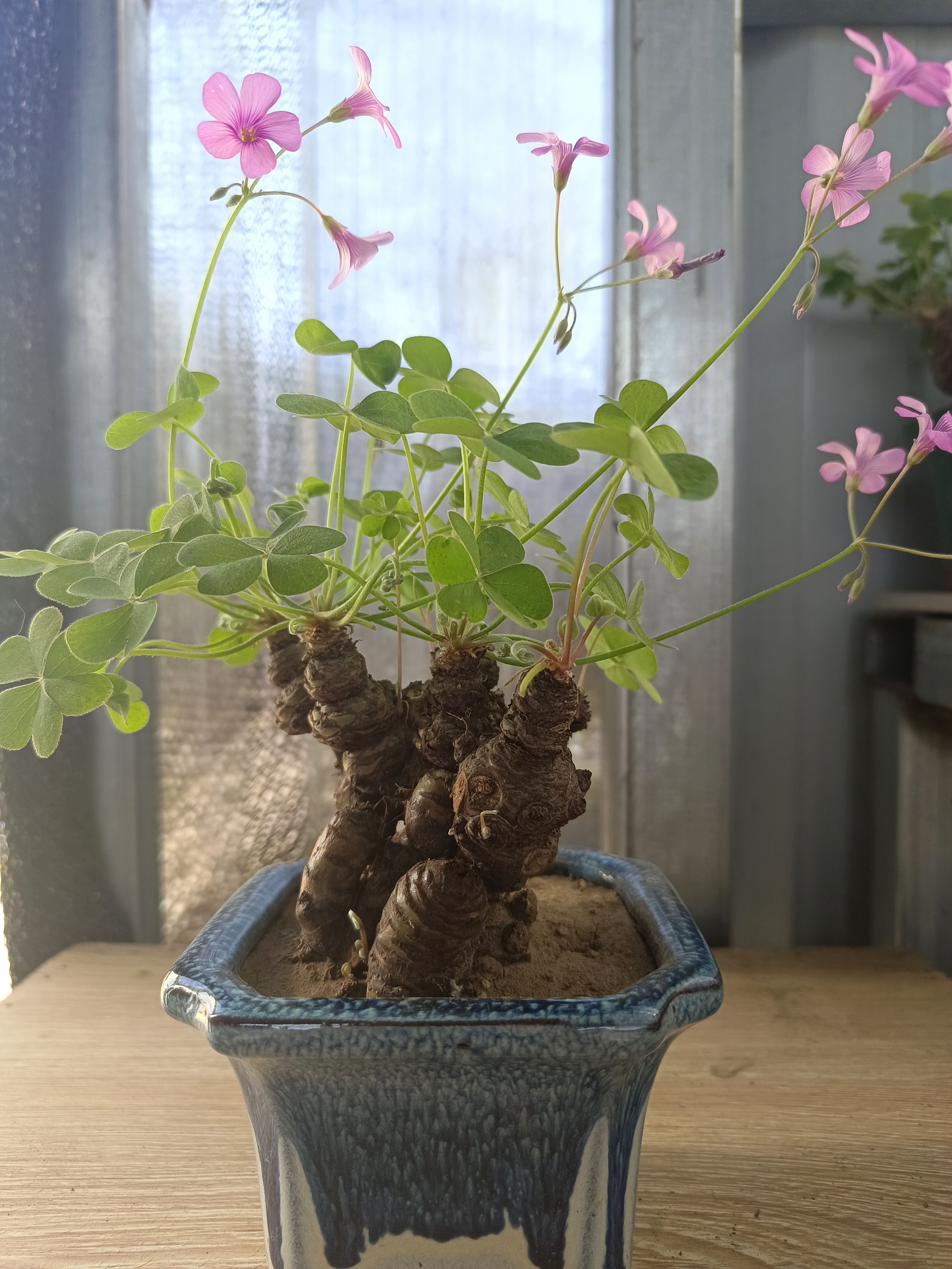 酢浆草老桩幸运草耐热耐寒桌面盆景阳台庭院花卉