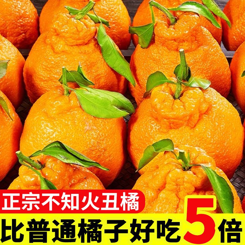 【与辉同行东方甄选】正宗四川春见耙耙柑现摘发货新鲜礼盒装包邮