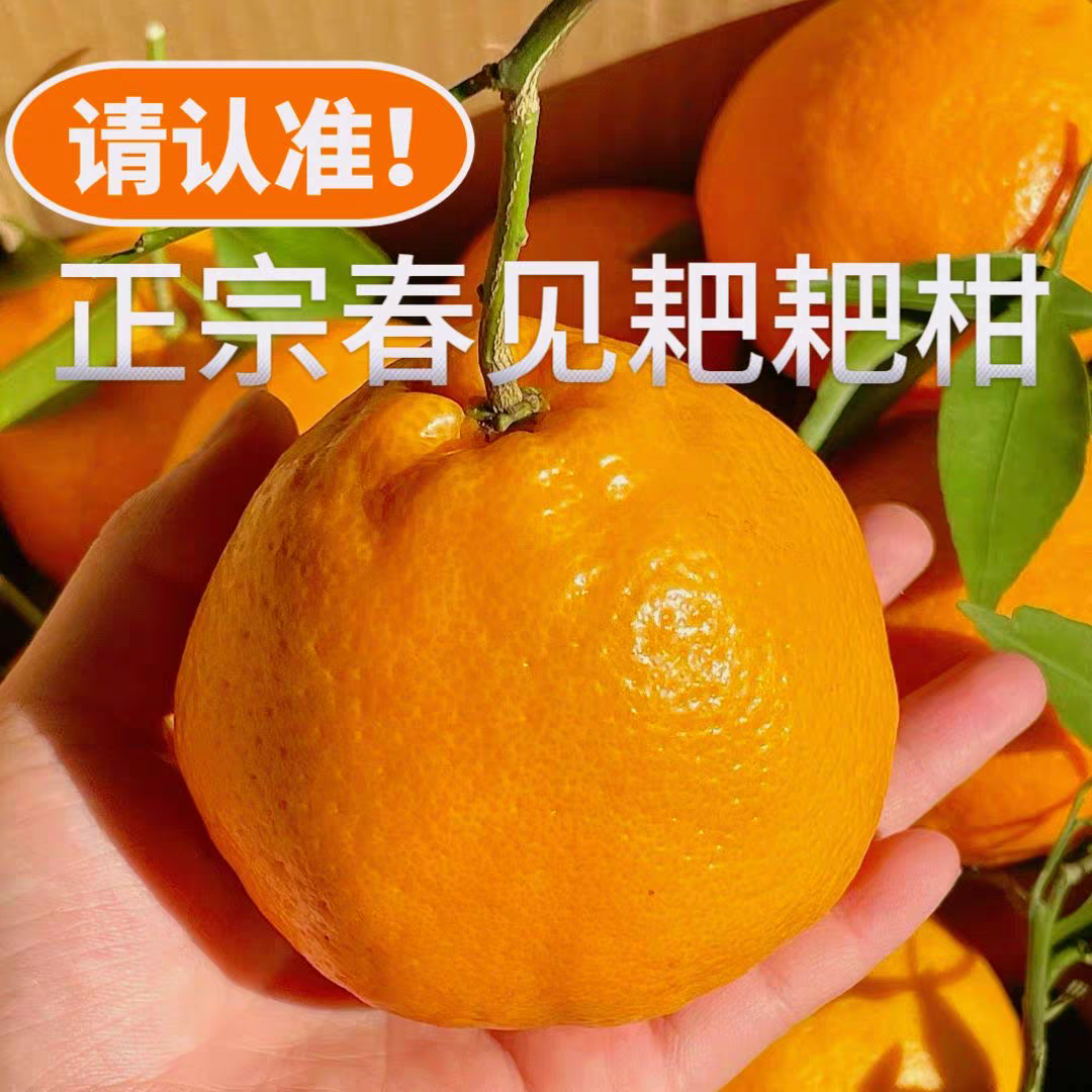 【与辉同行东方甄选】四川春见耙耙柑皮薄多汁当季整箱新鲜水果直发
