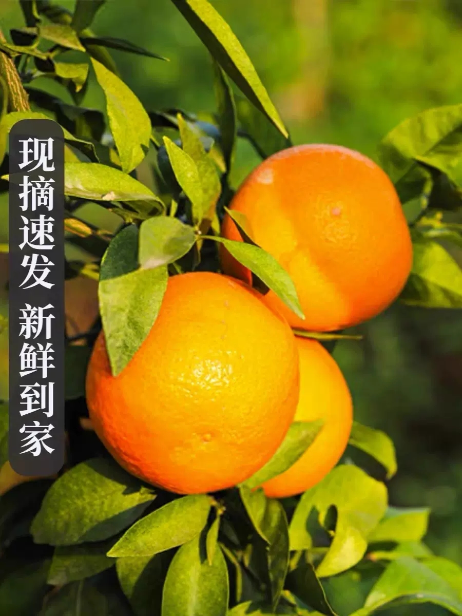 【与辉同行东方甄选】爱媛果冻橙香甜爆汁细腻皮薄新鲜采摘严选种植