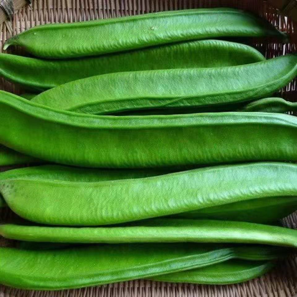 刀豆种籽大扁豆爬藤刀巴豆巨型大豆角巴西豆四季豆种子蔬菜庭院