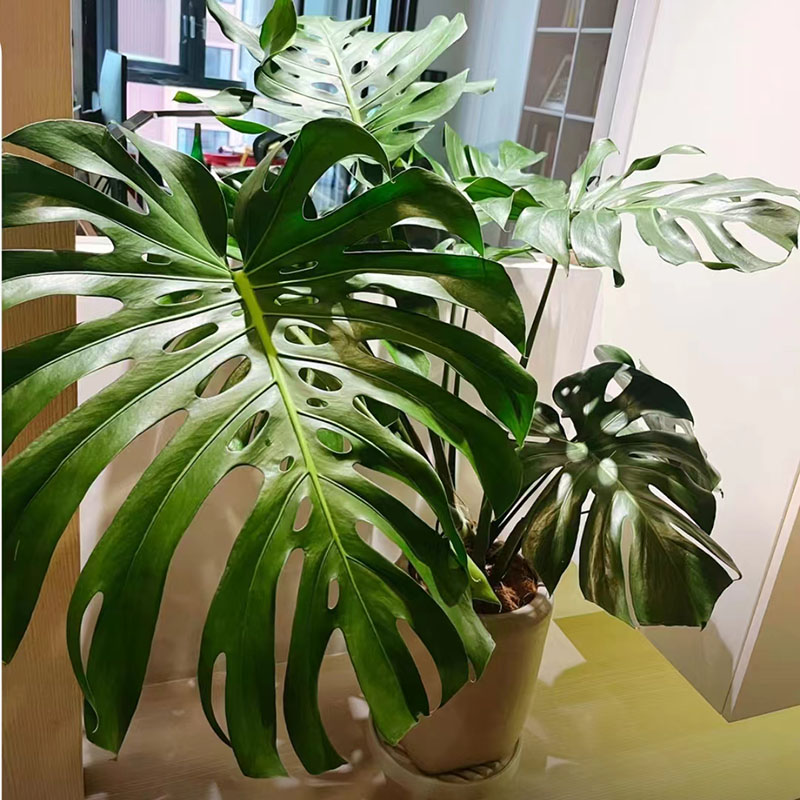 龟背竹植物家庭绿植盆栽室内中大型绿植土壤观叶寓意长寿精选造型