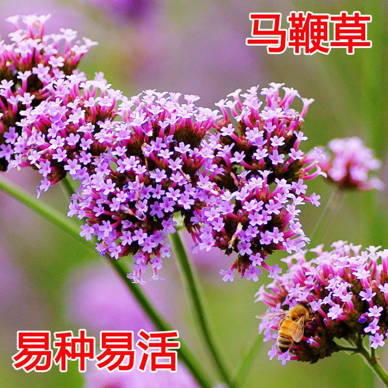 【柳叶马鞭草种子】多年生宿根草花种子花海庭院绿化