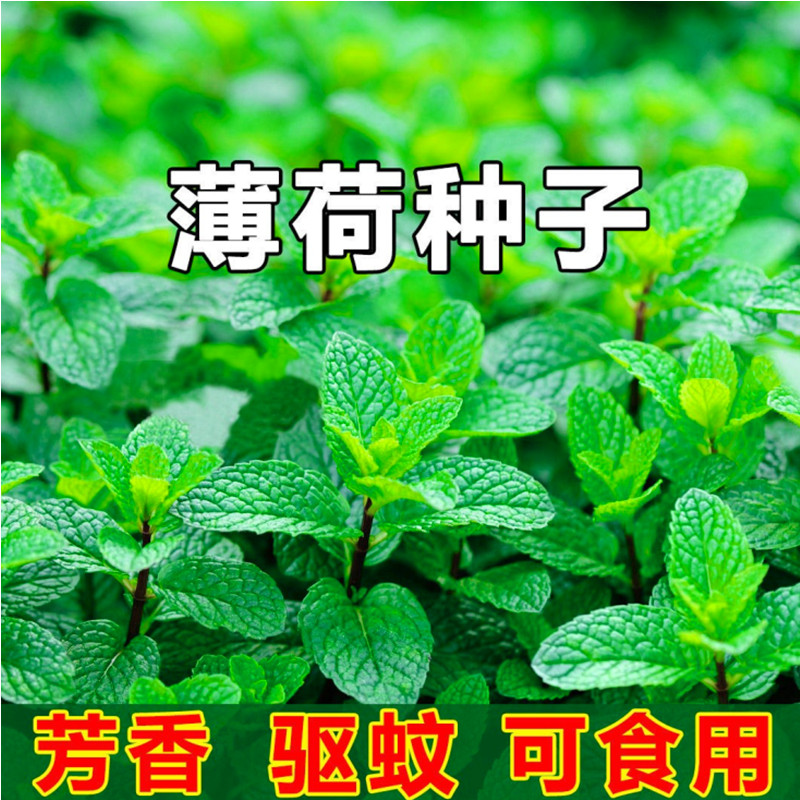 【食用薄荷种子】四季阳台驱蚊草花薄荷种籽