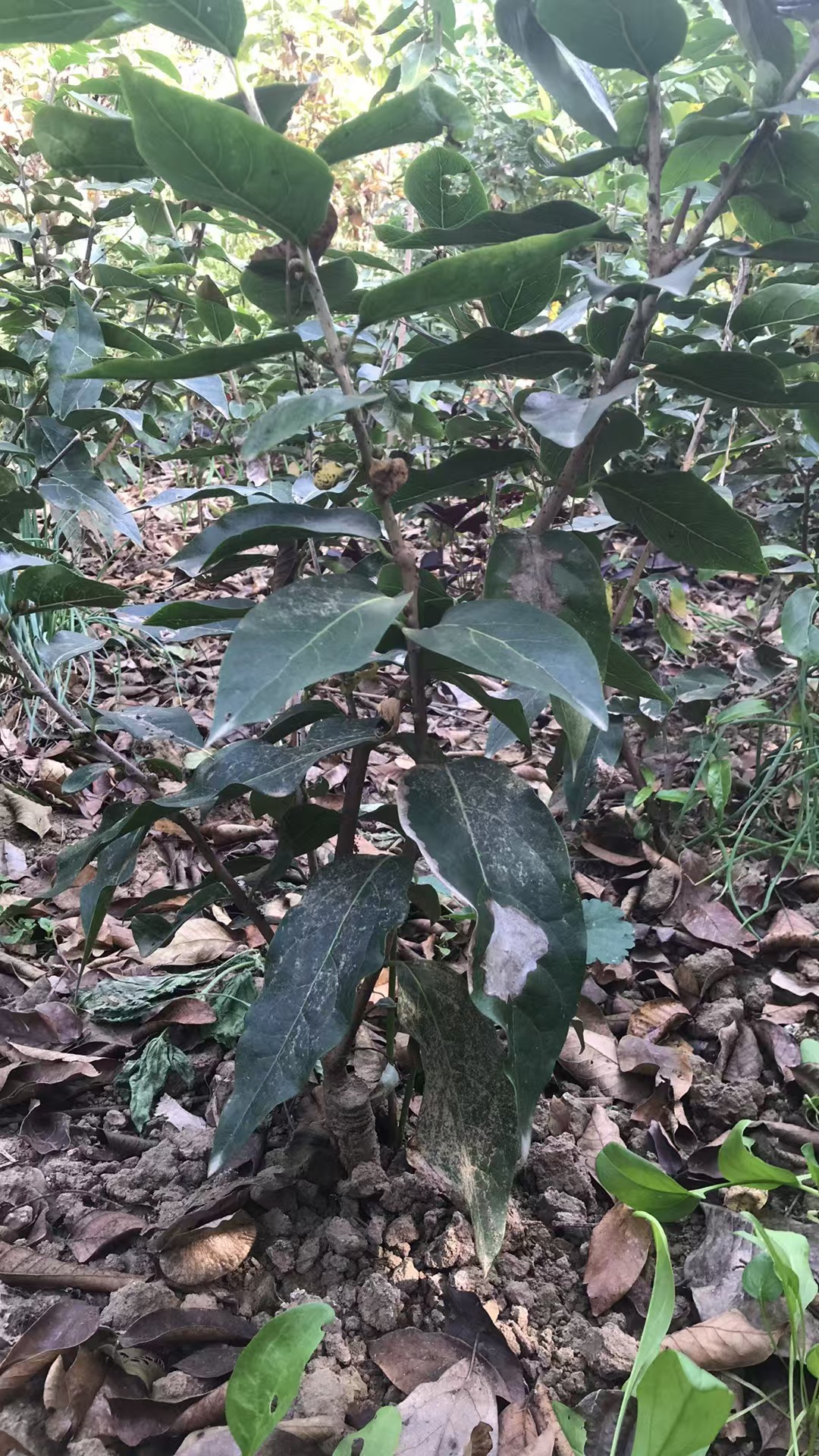 腊梅（素心梅）（檀香梅）（馨口梅）