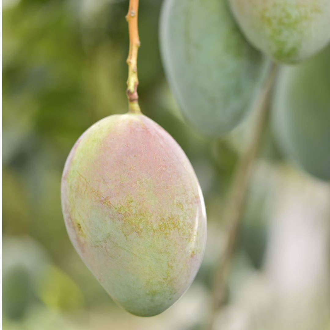 凯特芒果【3斤试吃装】大脸芒果正宗攀枝花凯特芒
