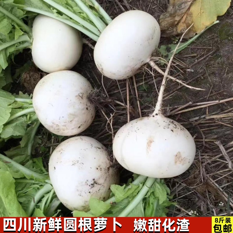 四川圆萝卜新鲜圆根萝卜大白山萝卜细嫩化渣黄泥萝卜3/5/8斤