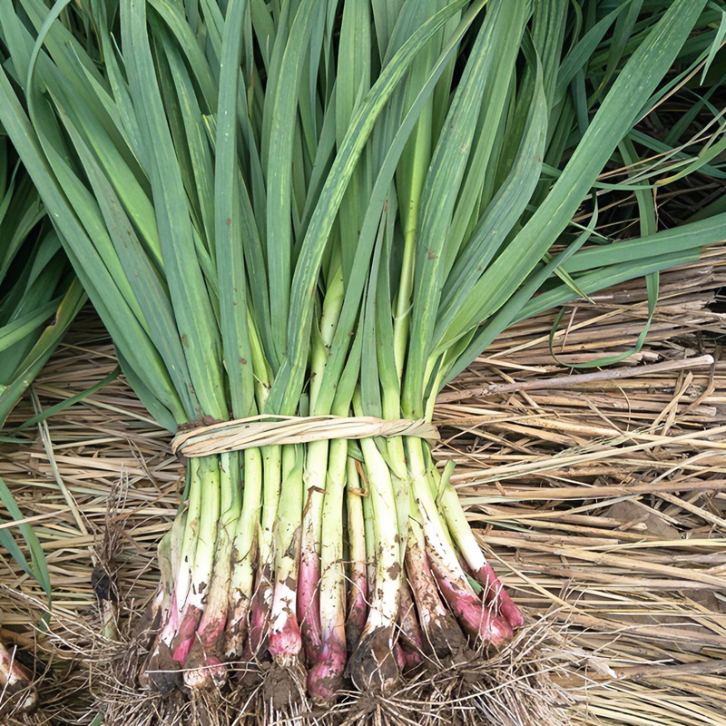 四川香蒜苗新鲜红皮蒜苗现摘带泥发货紫皮蒜苗时令蔬菜2/3/5斤