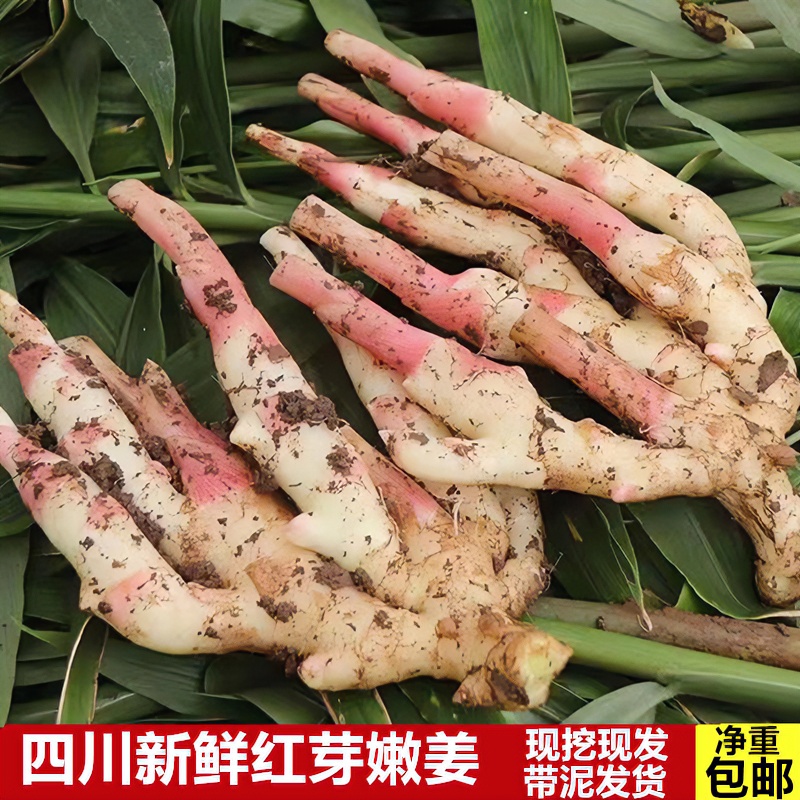 成都本地嫩姜新鲜本地土红头坨坨嫩姜醋泡姜小黄姜带泥发货1/3/5
