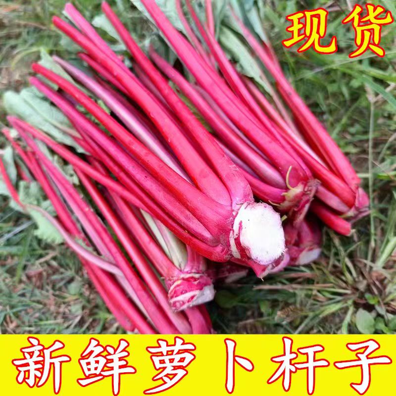 四川萝卜杆子新鲜萝卜茵子萝卜叶杆专做泡菜脆嫩爽口时令蔬菜