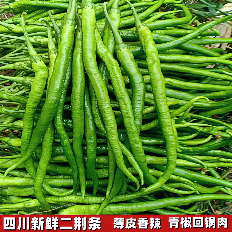 四川成都二荆条新鲜现摘青椒薄皮青椒农产品食用椒青1/2/3/5斤