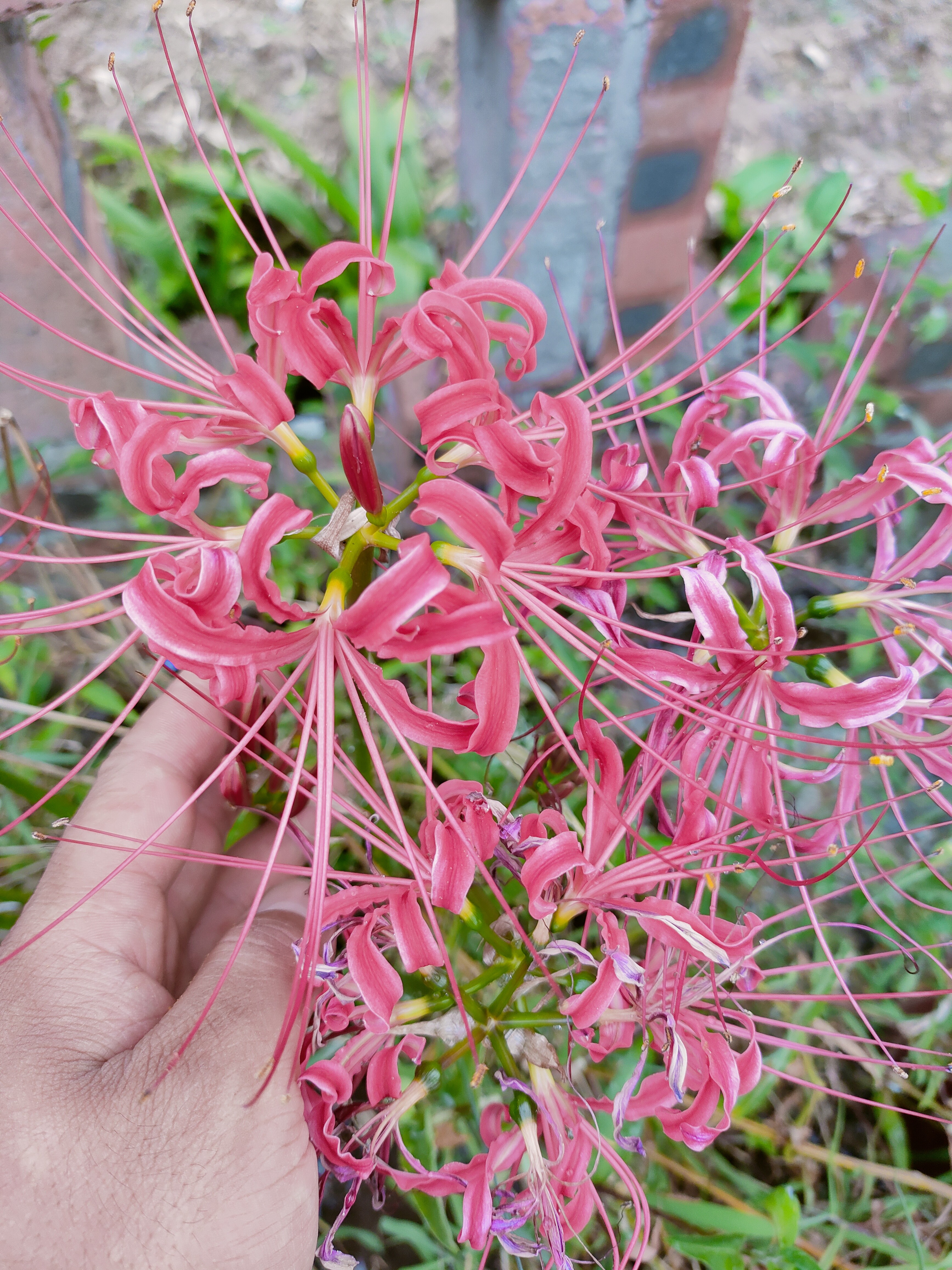 彼岸花，独蒜兰种球