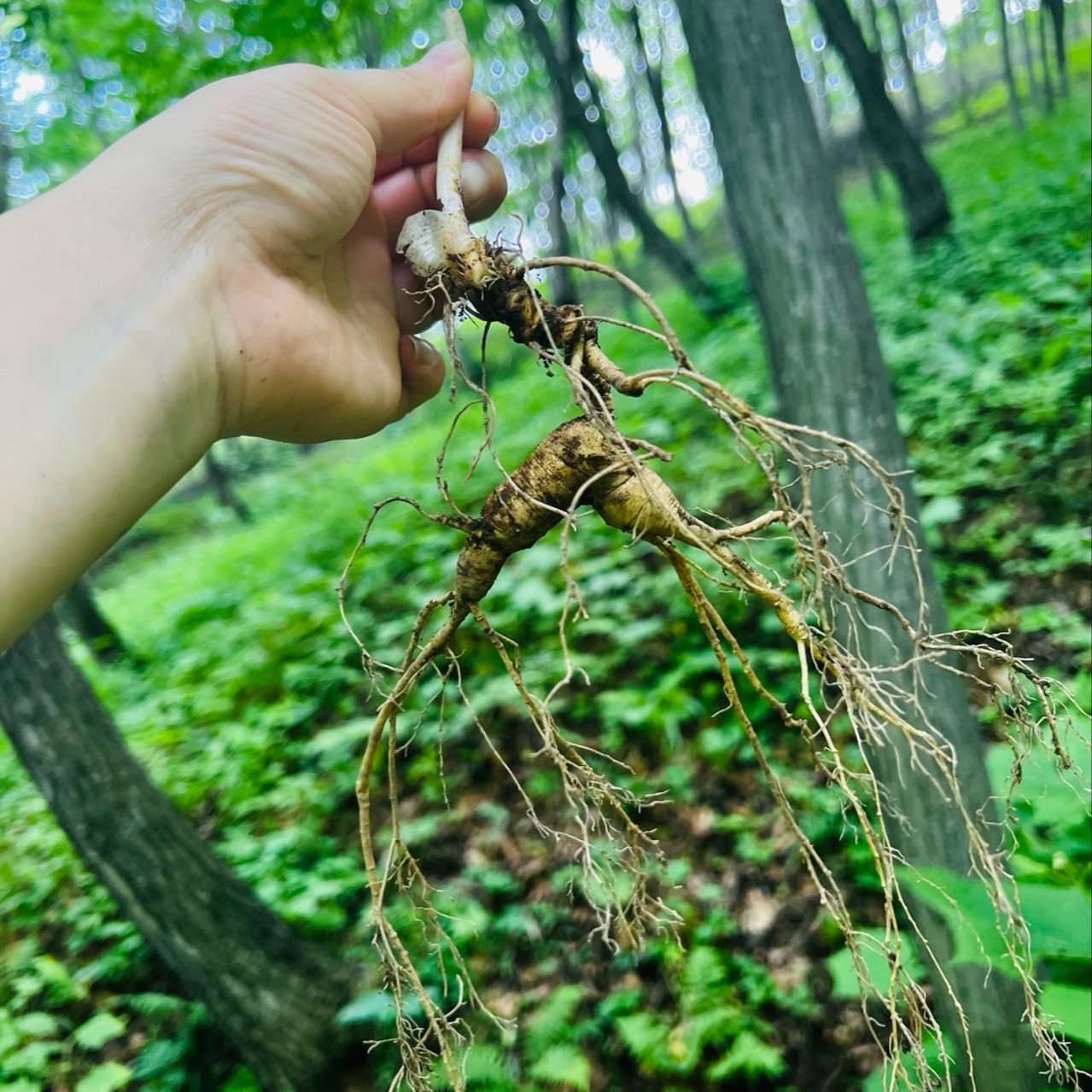东北特产新鲜林下山参（直播间改价链接 拍前请仔细阅读）