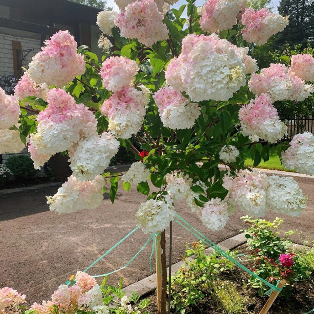 大花圆锥绣球草莓棒棒糖小树耐寒耐热花期长变色绣球花大花绣球