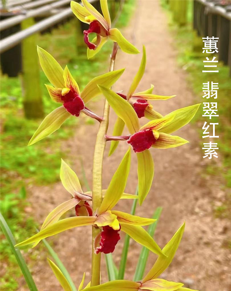 蕙兰名品【翡翠红素】终身包对版 假一赔十放心购买 当年开花