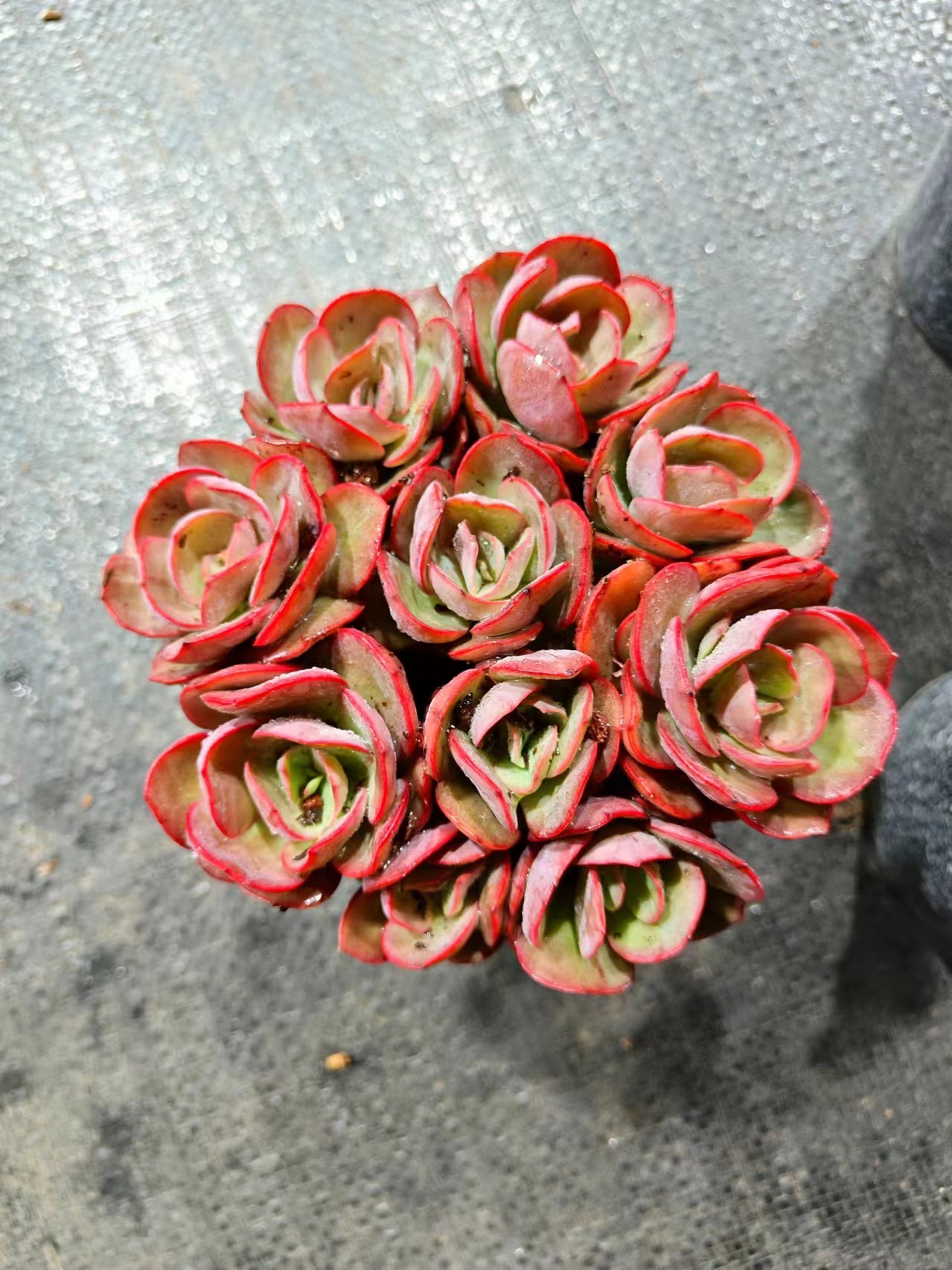 香槟秀妍玫瑰  多肉植物无土栽培新手好养室内盆栽