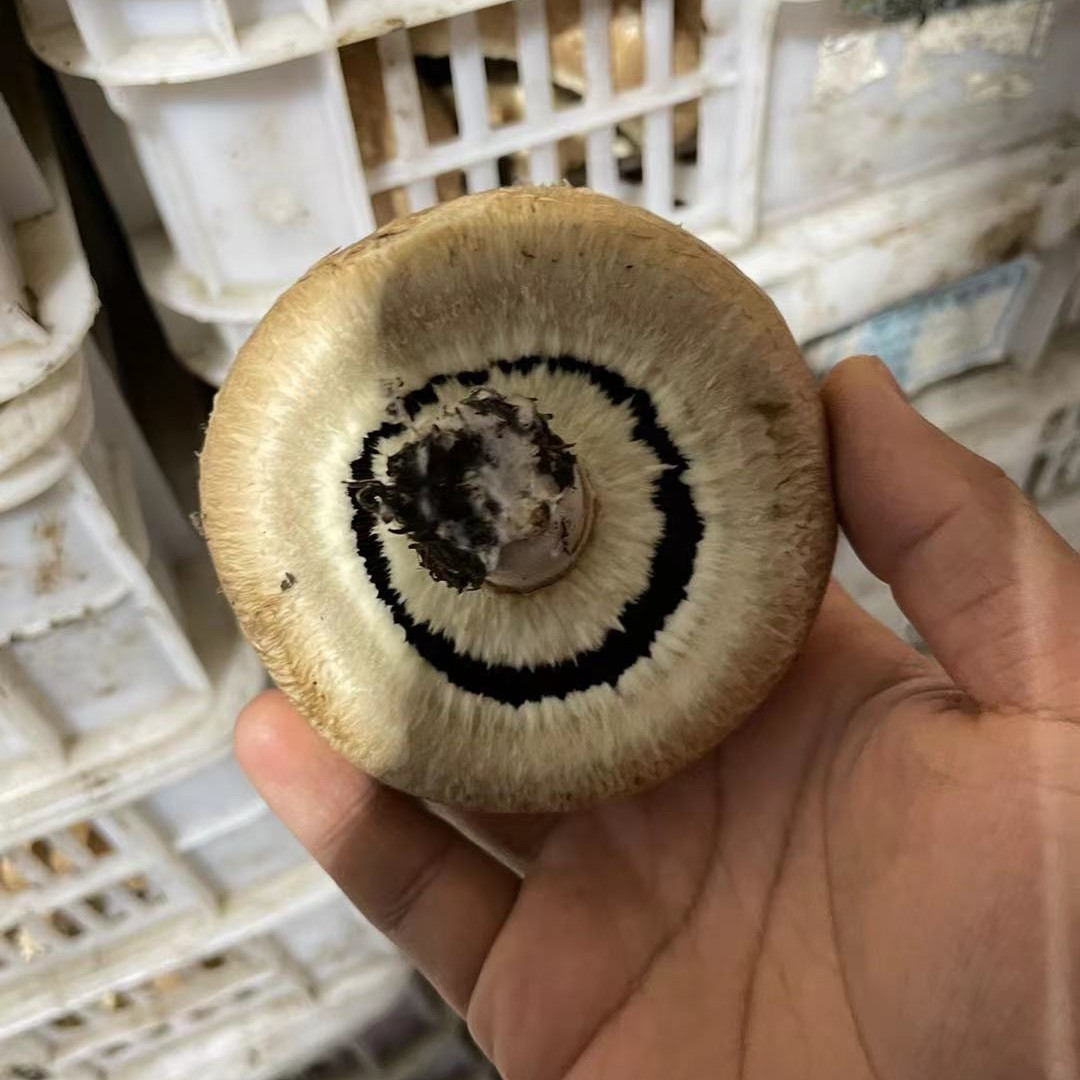 星必德新鲜牛排菇直径8厘米以上10斤装快递发货
