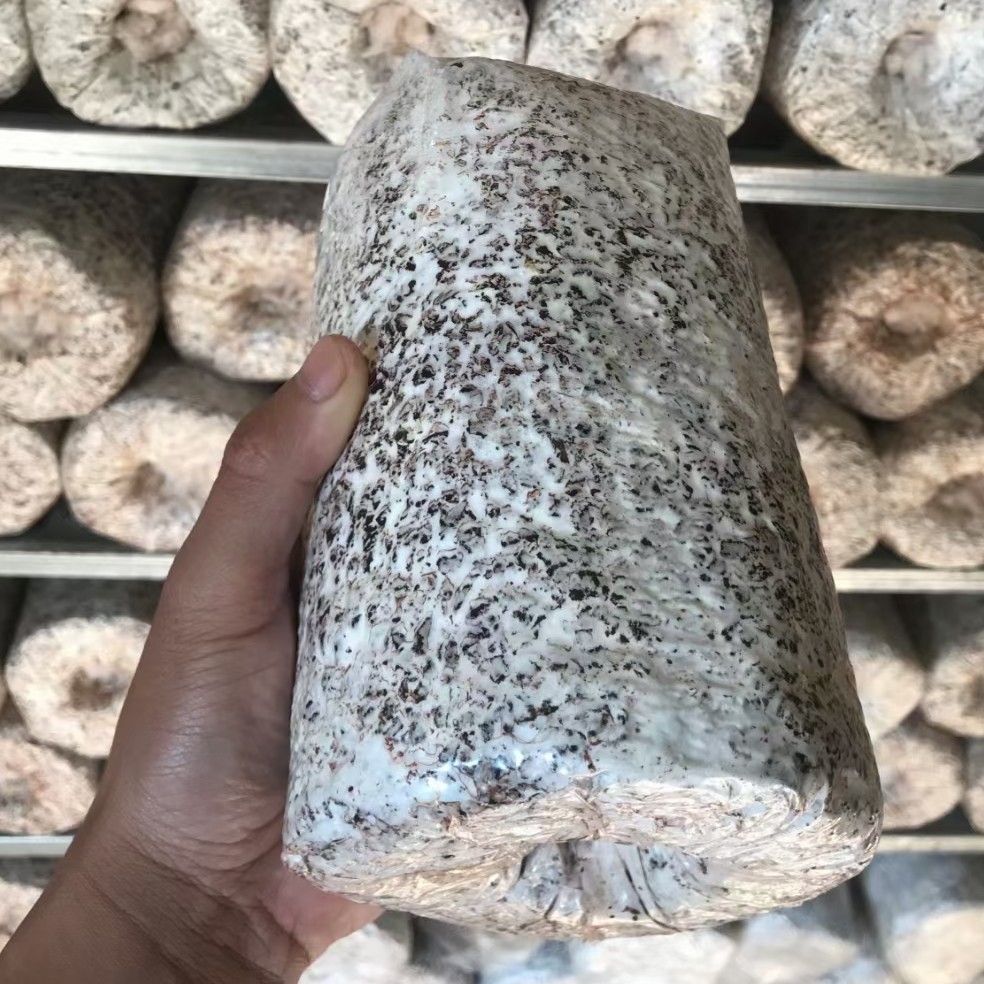 星必德白皮鸡枞（露水鸡枞）栽培包净重2.4斤