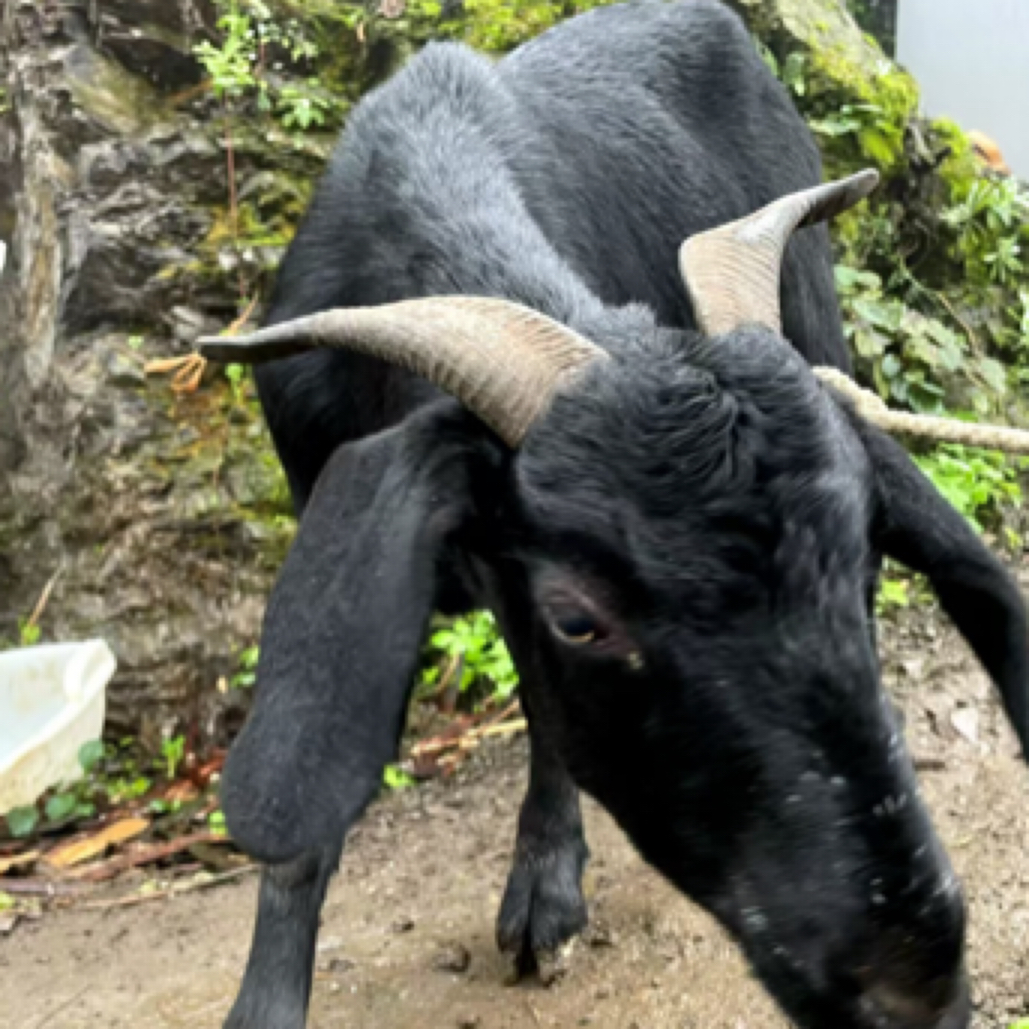 【羊腩】现称改价农村放养跑山黑羊吃草山羊（分割后不退换）