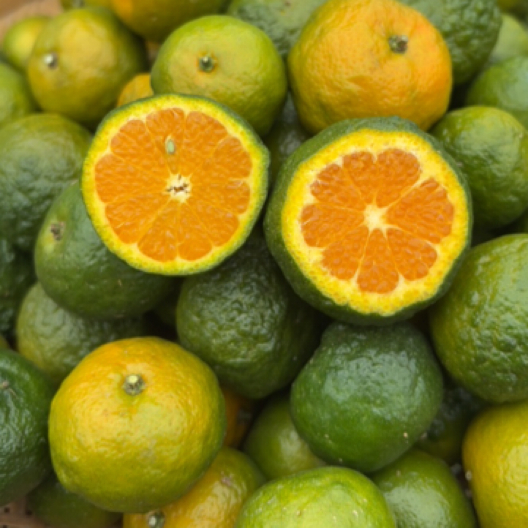 湘西高山农家自种小青橘 小青柑 纯甜无酸 农家自种