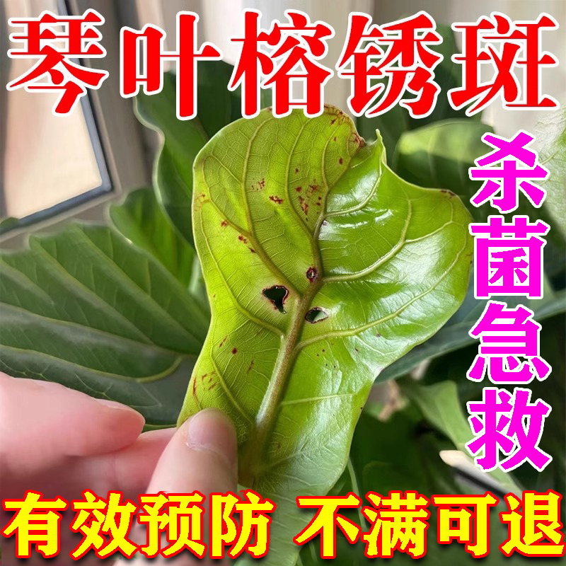 琴叶榕锈斑病专用药多菌菌灵营养液脱落黄叶干枯叶专用肥抑菌剂