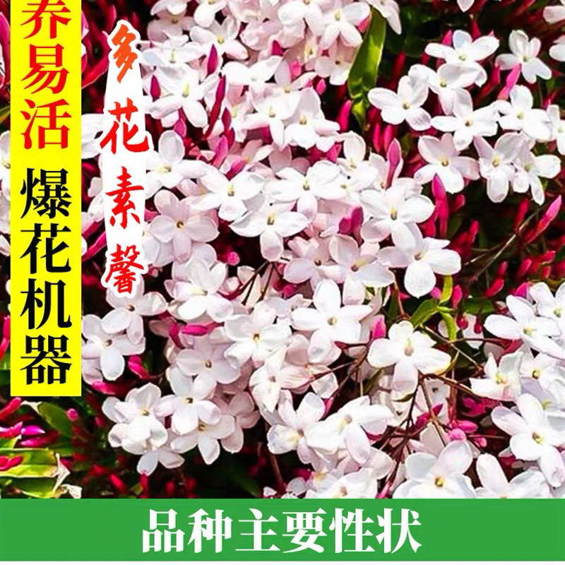 罗曼的花园多花素馨盆栽苗爬藤花卉藤蔓耐阴耐热好养常绿观花植物