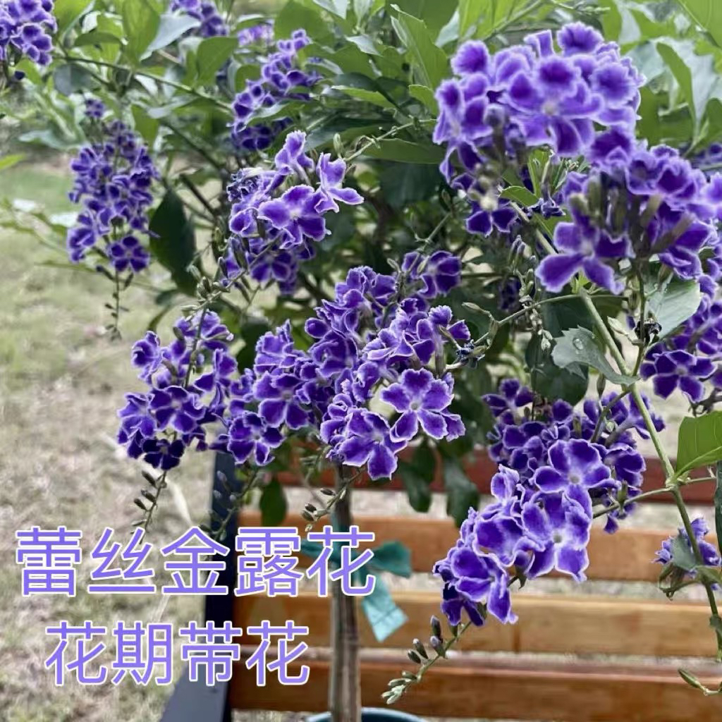 蓝精灵 巧克力花 蕾丝紫金露多年生木本植物阳台庭院耐热耐旱花卉
