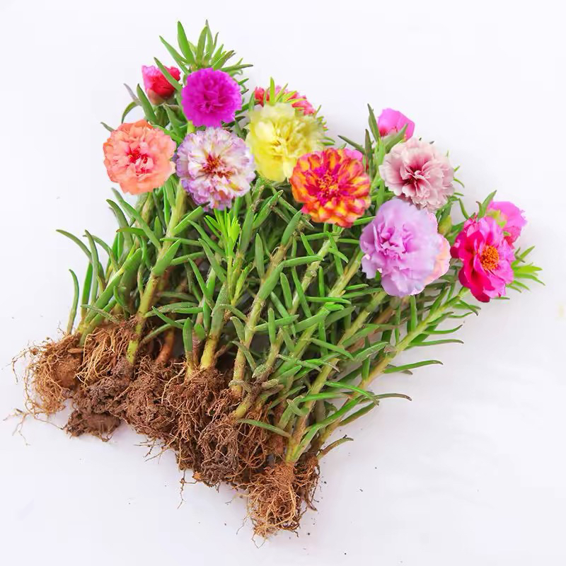 重瓣太阳花苗带根混色四季开花盆栽植物阳台庭院耐热绿植太阳花苗