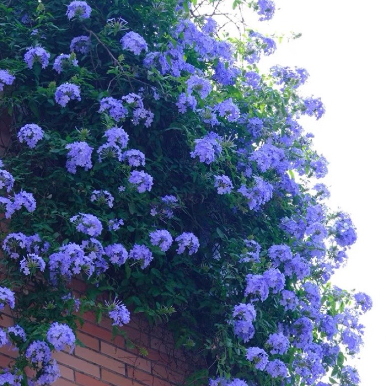 蓝雪花植物花苗盆栽花卉室内阳台耐热好养四季开花爬藤造景