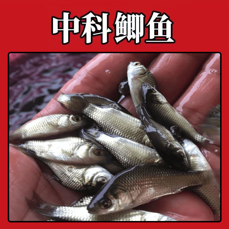 广东中科鲫鱼  淡水活体