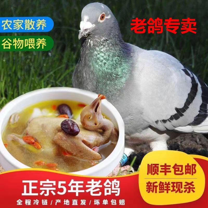 正宗5年黄油老土鸽菜鸽黑鸽家养散养五谷养煲汤乳鸽下单现杀顺丰