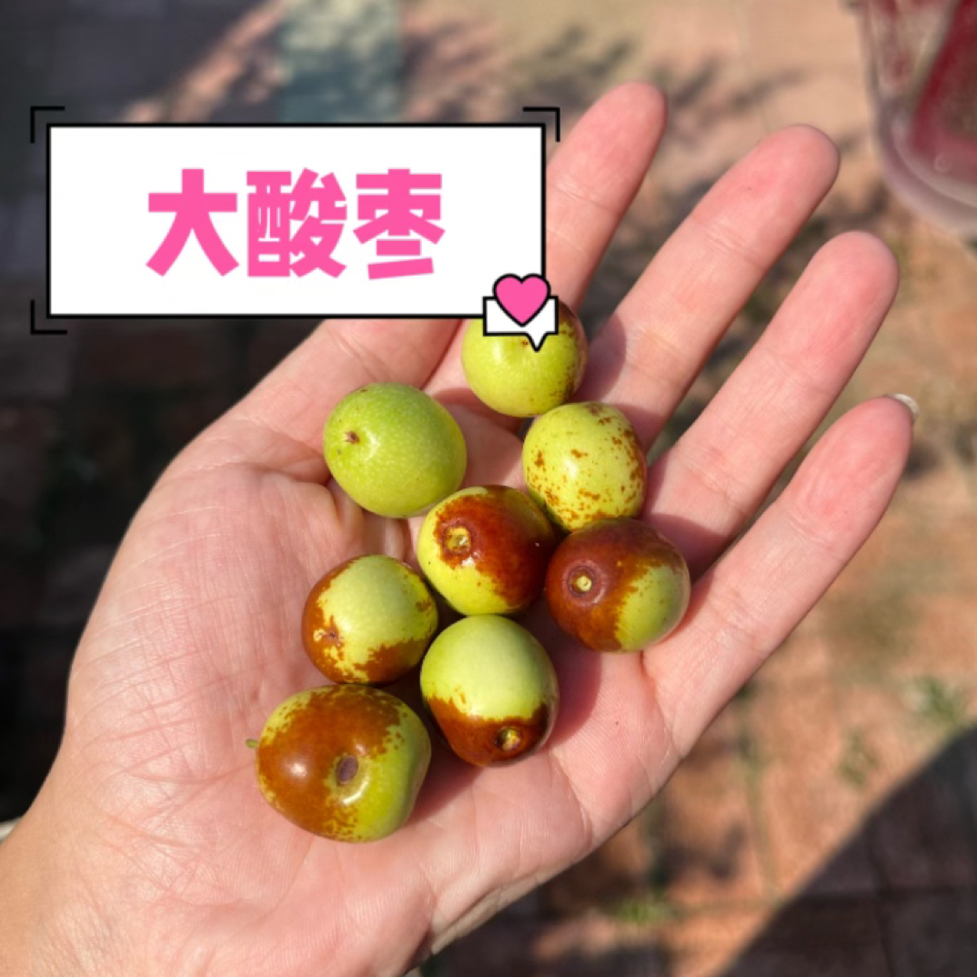 东北野生大酸枣8-9分酸肉厚