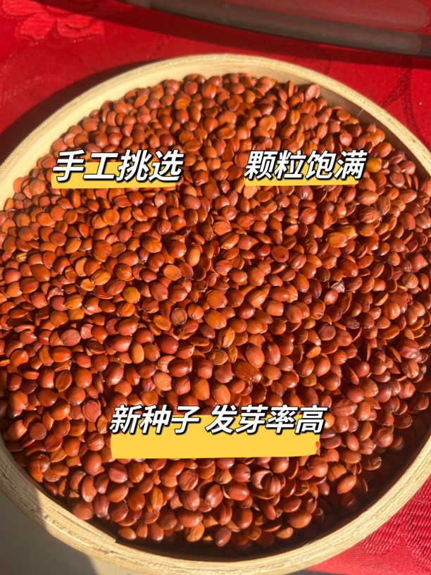 【顺丰包邮】东北辽宁朝阳野生酸枣仁种子红酸枣采收发芽率高