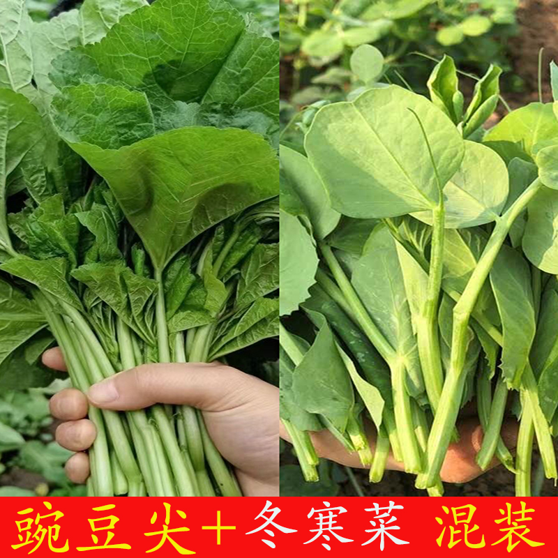 四川新鲜豌豆尖+冬寒菜组合拼混装各一半现摘现发