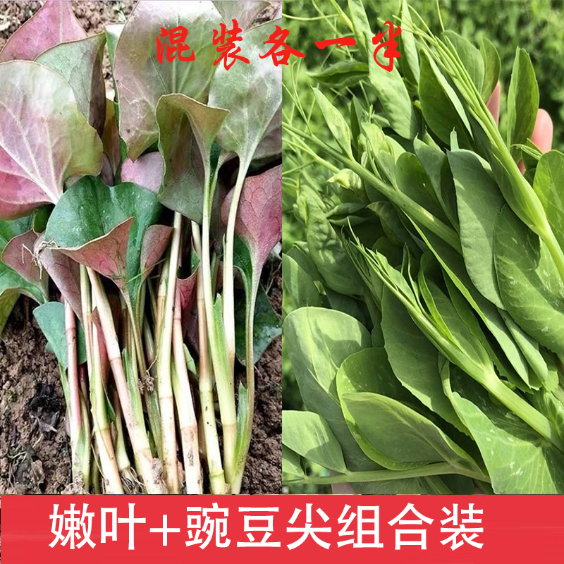 现挖折耳根叶子+豌豆尖四川特产组合装各一半包邮