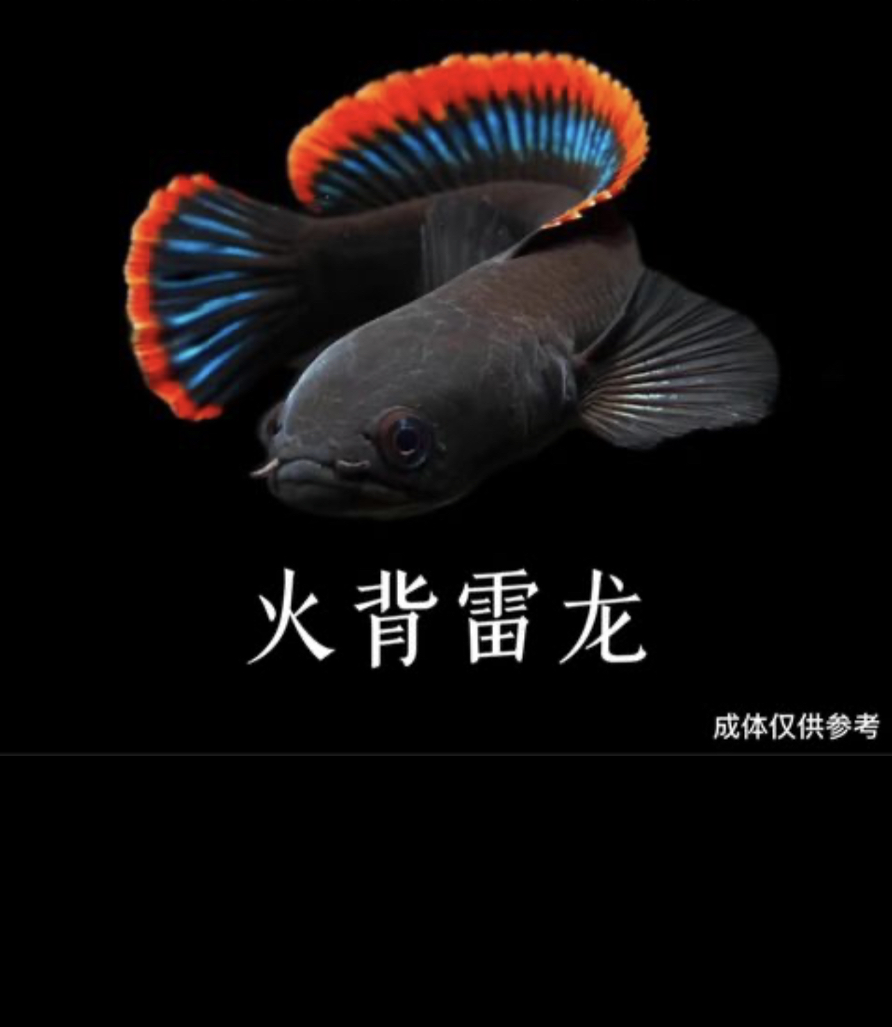 火背雷龙鱼 帆边红色 身体黑色 中型雷龙