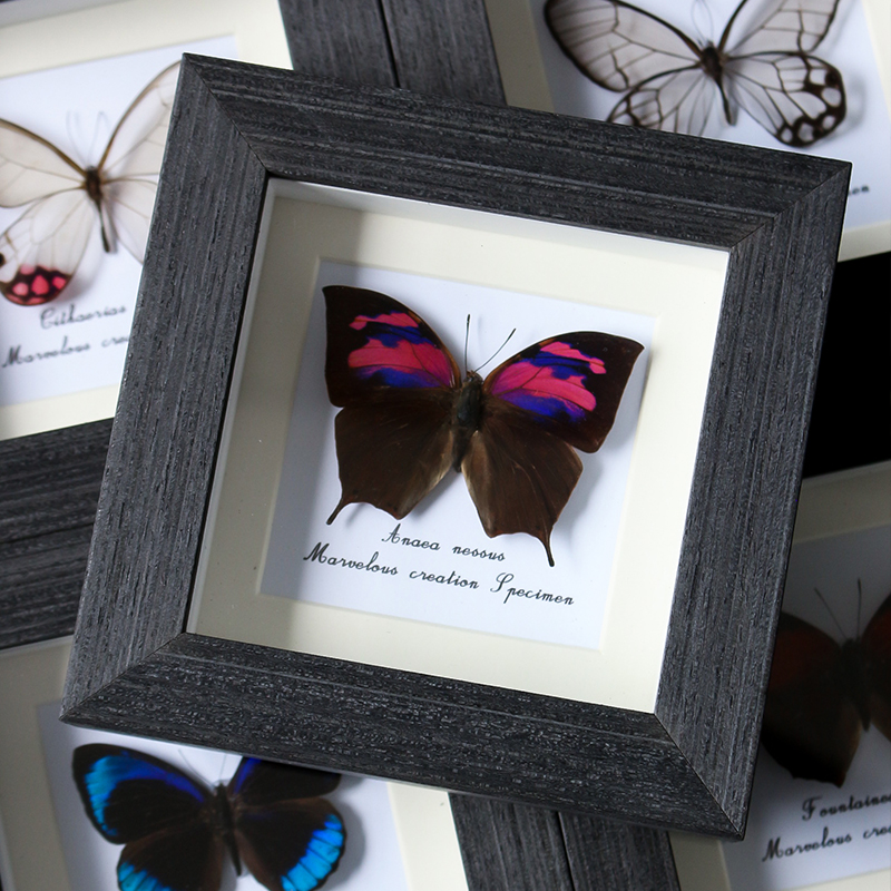 蝴蝶标本双带尖蛱蝶沙发背景墙装饰画高级感客厅墙壁挂画乔迁礼物