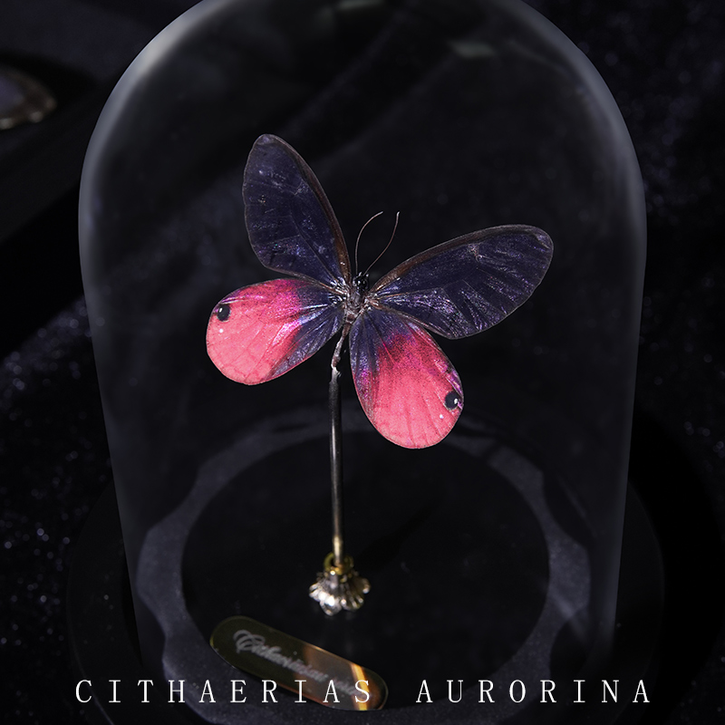 玫瑰绡眼蝶粉色水晶眼蝶真蝴蝶标本高级感的家居小物客厅装饰品