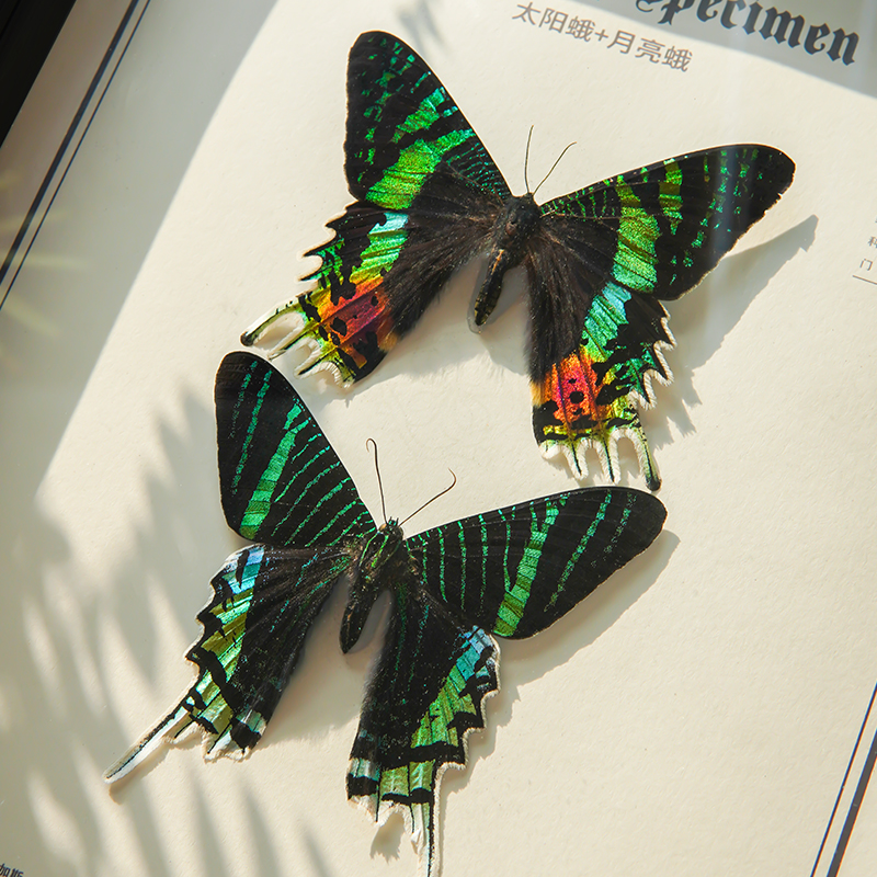 太阳蛾月亮蛾CP款组合昆虫蝴蝶标本家居装饰画摆件科普儿童礼物