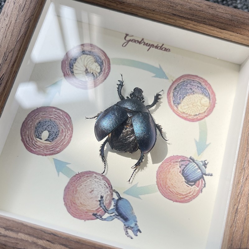 蜣螂罕见昆虫标本展示框真虫摆件工艺品装饰画diy儿童节创意礼物