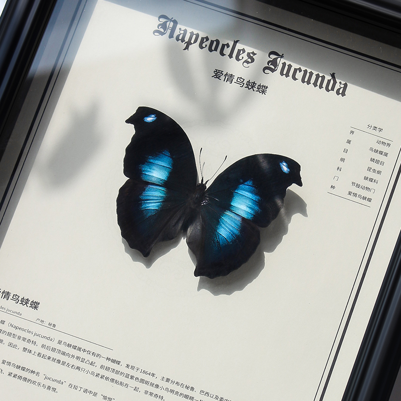 蝴蝶标本摆件爱情鸟蛱蝶客厅背景墙挂画家居饰品情人节七夕礼物