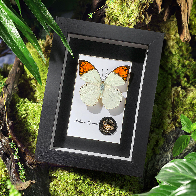 鹤顶粉蝶蝴蝶标本成品展示框挂画生日情人节礼物摆件装饰画礼盒