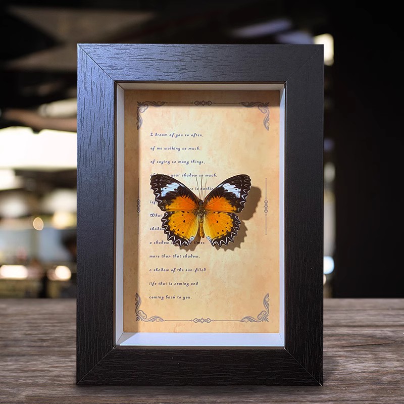 白锯蛱蝶标本装饰画蝴蝶摆件桌面摆台儿童真蝴蝶礼物6寸木质画框